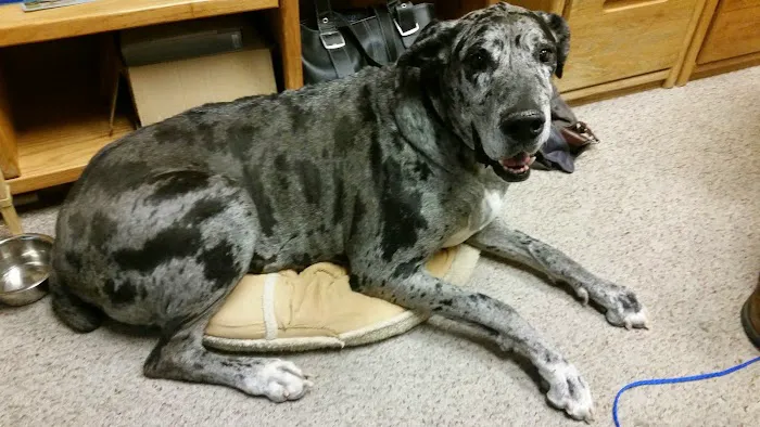Fountain Hills Veterinary Hospital - NOW MERGED WITH BARK AVENUE ANIMAL HOSPITAL Picture 6