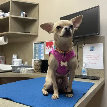 DC Ranch Animal Hospital Picture 2