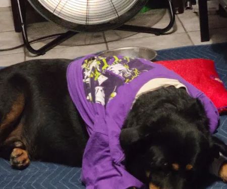 Banfield Pet Hospital