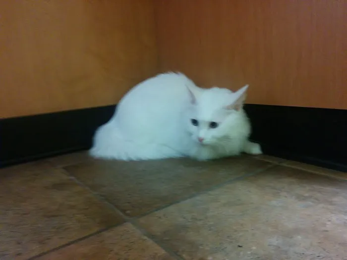 Banfield Pet Hospital Picture 4