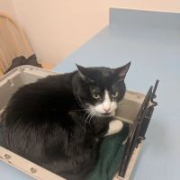 Pet Life Veterinary Clinic Paradise Valley ico