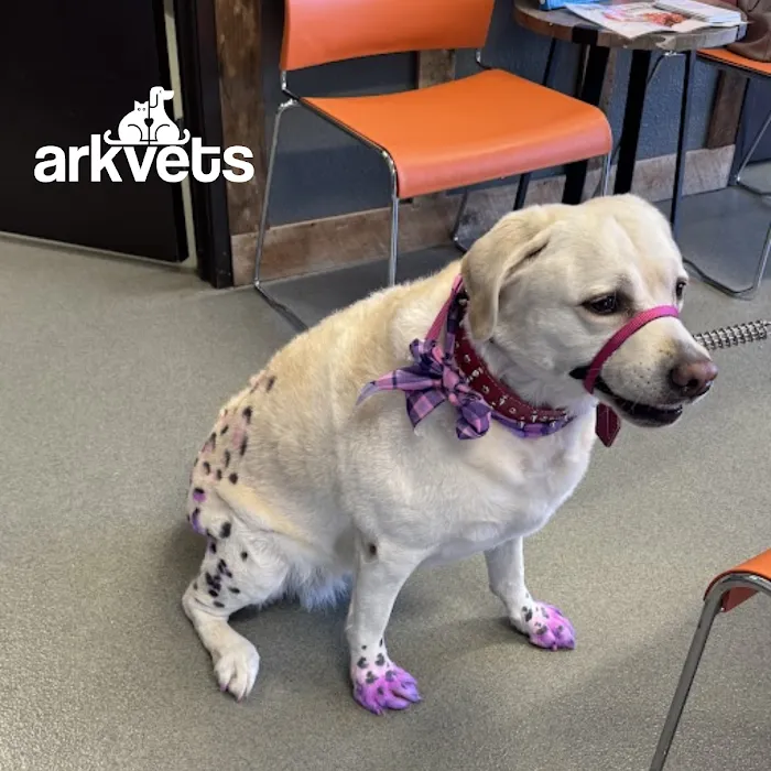 ArkVets Picture 10