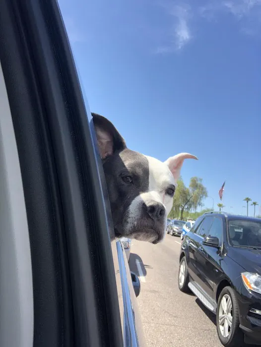 Desert Hills Animal Hospital Picture 1