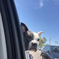 Desert Hills Animal Hospital ico