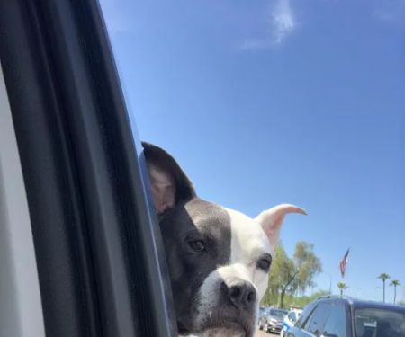 Desert Hills Animal Hospital