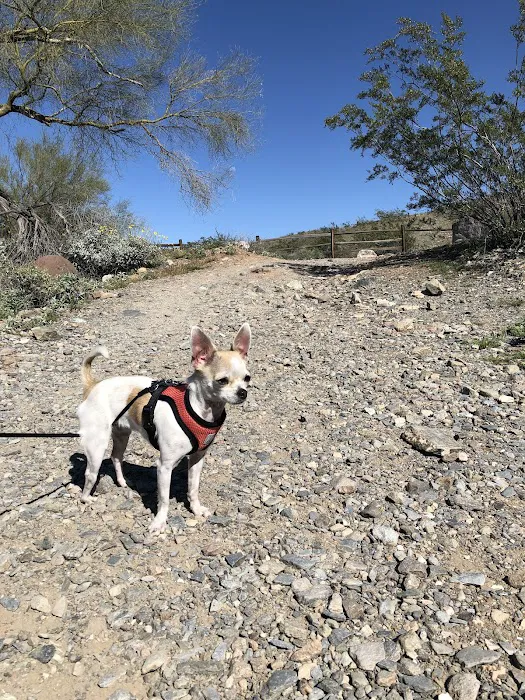 Desert Hills Animal Hospital Picture 5