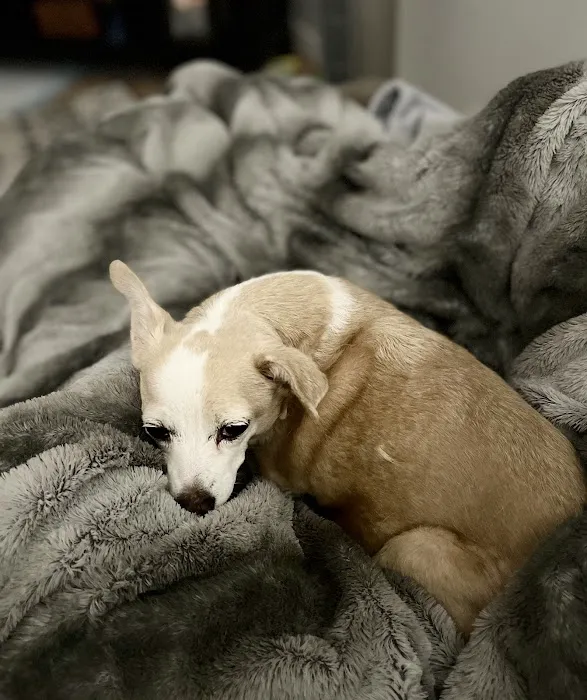 Desert Hills Animal Hospital Picture 10