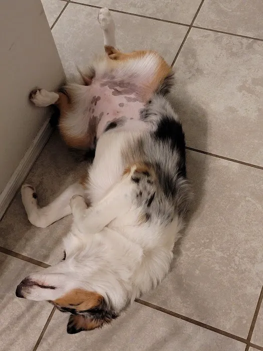 North Phoenix Animal Clinic Picture 3
