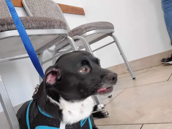 North Phoenix Animal Clinic Picture 8