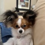 North Phoenix Animal Clinic