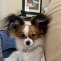 North Phoenix Animal Clinic ico