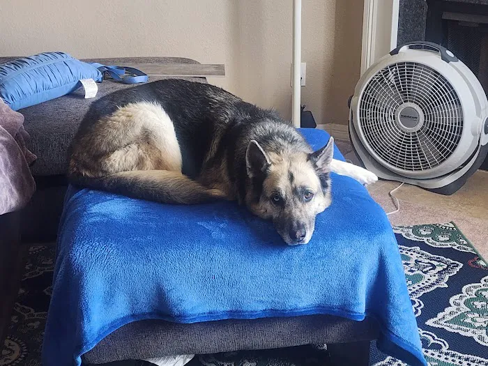 North Phoenix Animal Clinic Picture 7