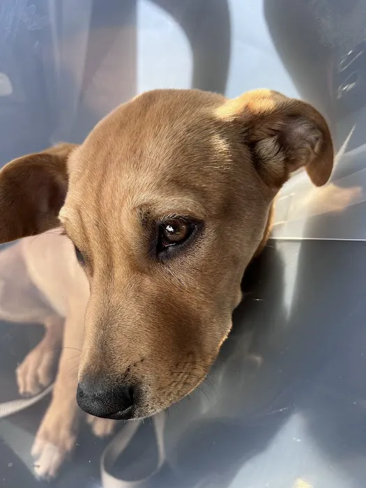 North Phoenix Animal Clinic Picture 4