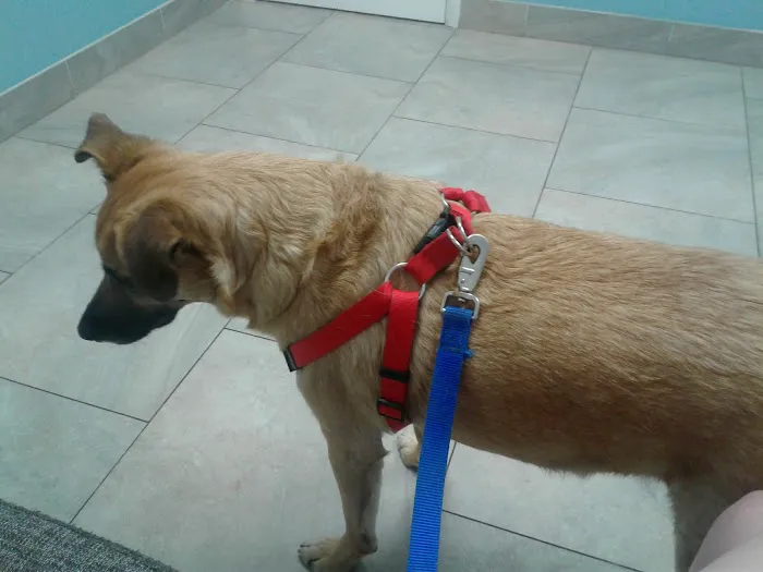 North Phoenix Animal Clinic Picture 2