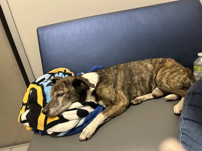 Desert Ridge Animal Hospital Picture 2