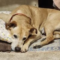 Desert Ridge Animal Hospital ico