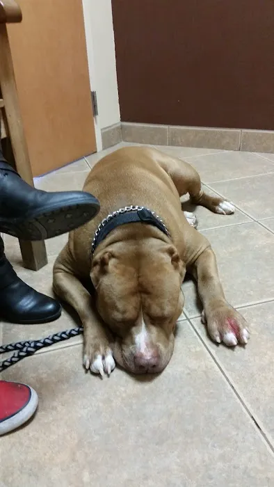 Ironwood Animal Hospital, A Thrive Pet Healthcare Partner Picture 1