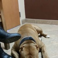 Ironwood Animal Hospital, A Thrive Pet Healthcare Partner ico
