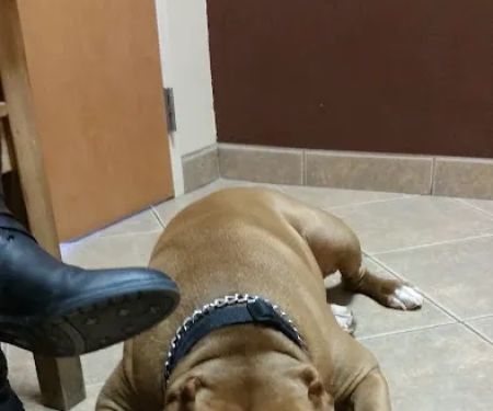 Ironwood Animal Hospital, A Thrive Pet Healthcare Partner