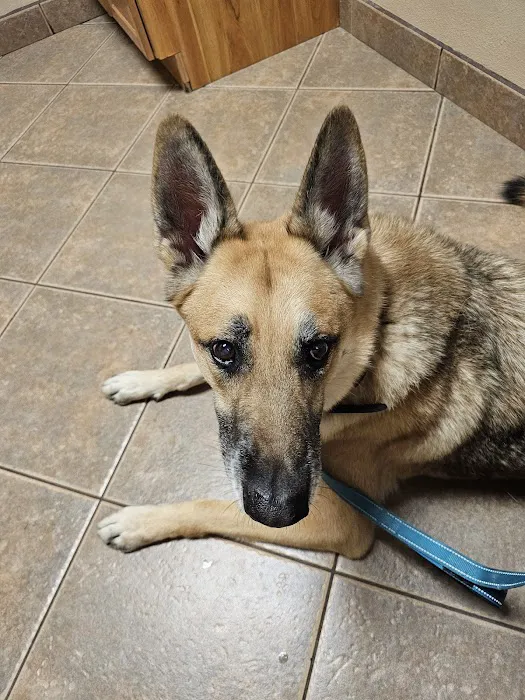 Ironwood Animal Hospital, A Thrive Pet Healthcare Partner Picture 3