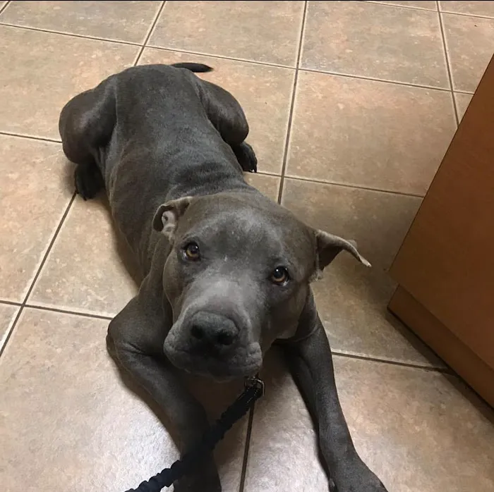 Ironwood Animal Hospital, A Thrive Pet Healthcare Partner Picture 10