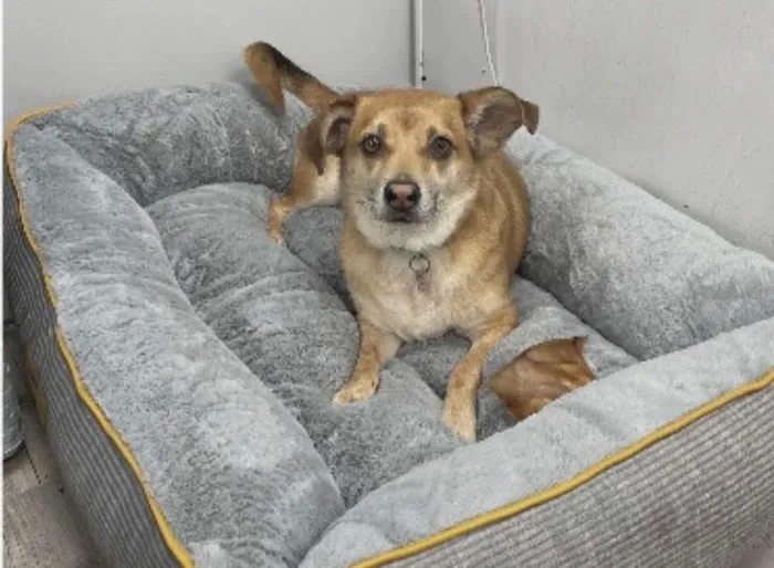 Ironwood Animal Hospital, A Thrive Pet Healthcare Partner Picture 9