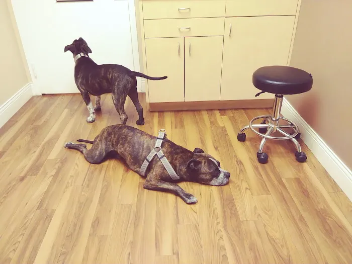 Main Street Animal Hospital Picture 8