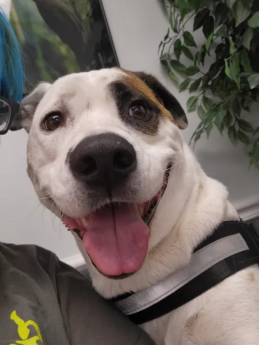 Main Street Animal Hospital Picture 6