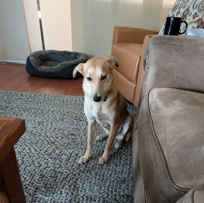 Main Street Animal Hospital Picture 1