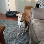 Main Street Animal Hospital