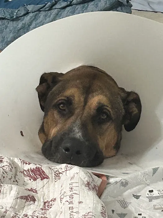 Main Street Animal Hospital Picture 4