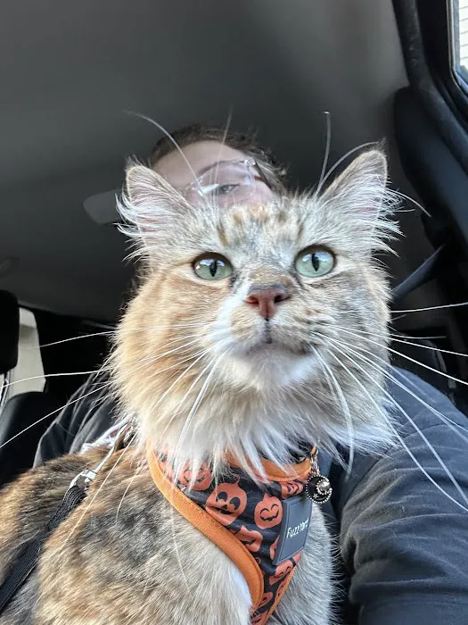 Dunedin Animal Medical Center & Pet Boarding Picture 1