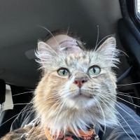 Dunedin Animal Medical Center & Pet Boarding ico