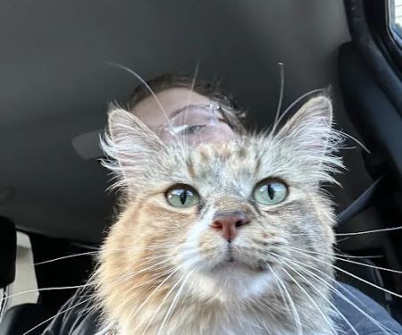 Dunedin Animal Medical Center & Pet Boarding
