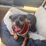 Banfield Pet Hospital