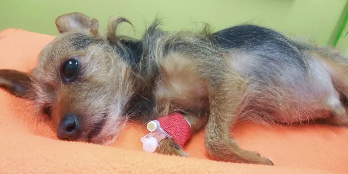 Banfield Pet Hospital Picture 8