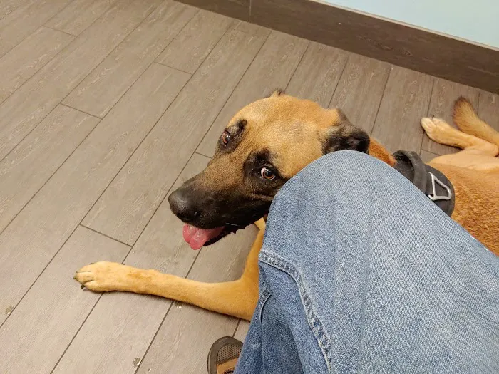 Banfield Pet Hospital Picture 5