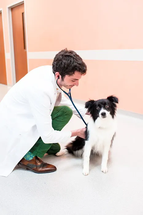 Fetch Specialty & Emergency Veterinary Centers - Clearwater, FL Picture 7