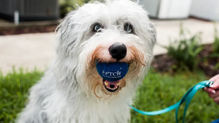 Fetch Specialty & Emergency Veterinary Centers - Clearwater, FL Picture 2