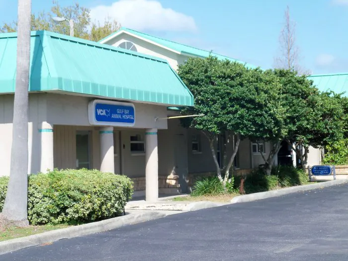VCA Gulf Bay Animal Hospital Picture 10