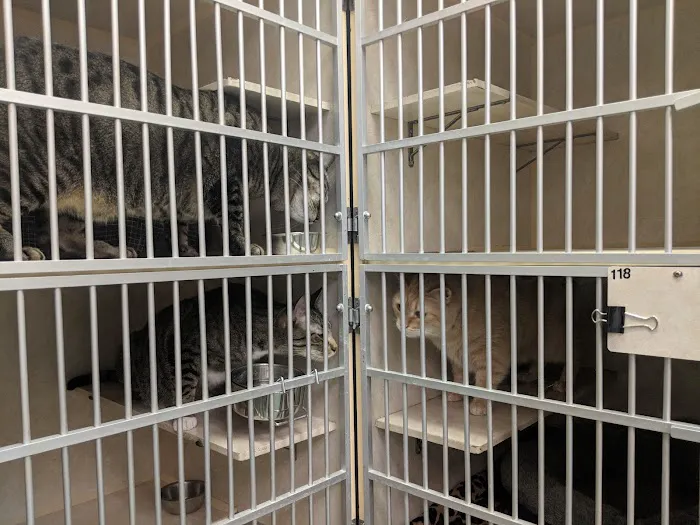 VCA Gulf Bay Animal Hospital Picture 3