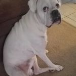 VCA Gulf Bay Animal Hospital