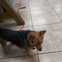 Spay & Neuter Clinic ico