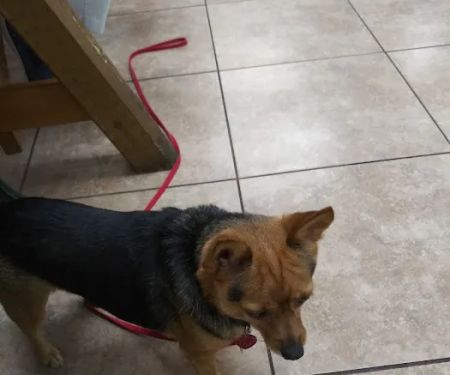 Spay & Neuter Clinic