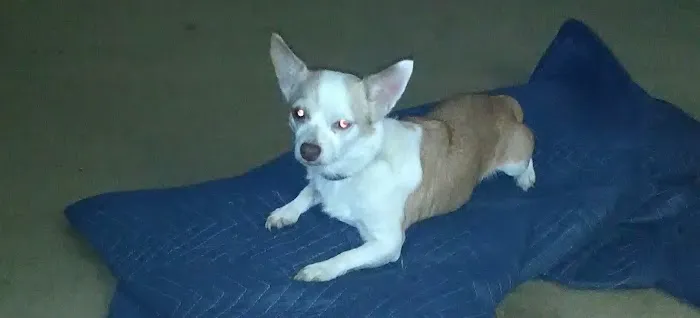 Spay & Neuter Clinic Picture 3
