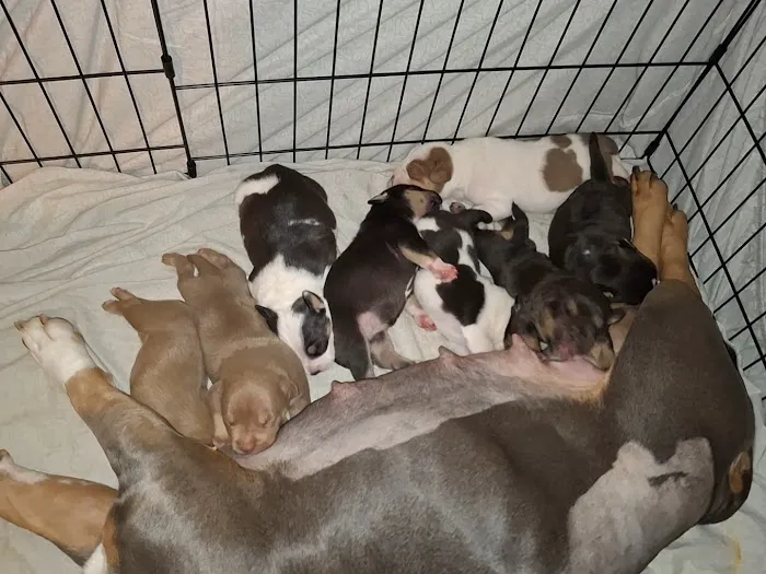 Veterinary Emergency Group Picture 5