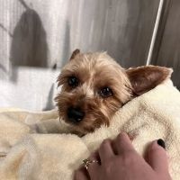 Veterinary Emergency Group ico