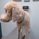 TLC Animal Hospital