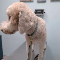 TLC Animal Hospital ico