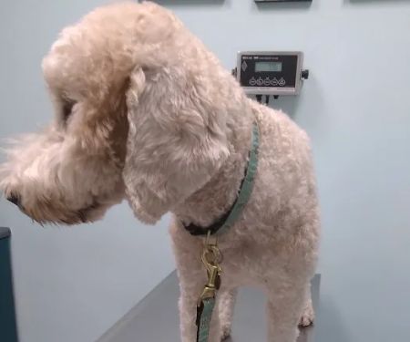 TLC Animal Hospital